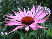 Echinacea.jpg