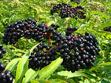 Elderberries.jpg