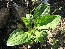 Plantains.jpg