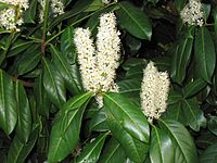 EnglishLaurel