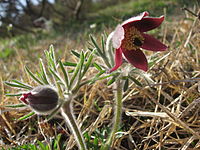 MeadowAnemone