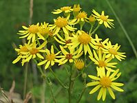 Ragwort