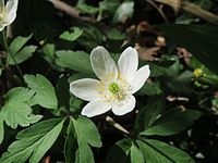 Thimbleweed