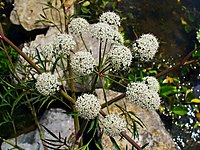 WildCarrot