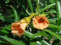 YellowOleander